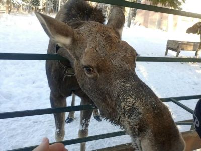 РОЖДЕСТВО В КОСТРОМЕ: ЛОСИ И КЛУБНИЧНАЯ ФЕРМА