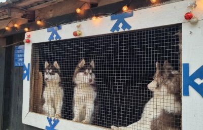 КОСТРОМА: СКАЗКИ ПРО ХАСКИ